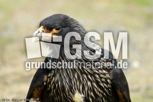 Geierfalke (3 von 11).jpg